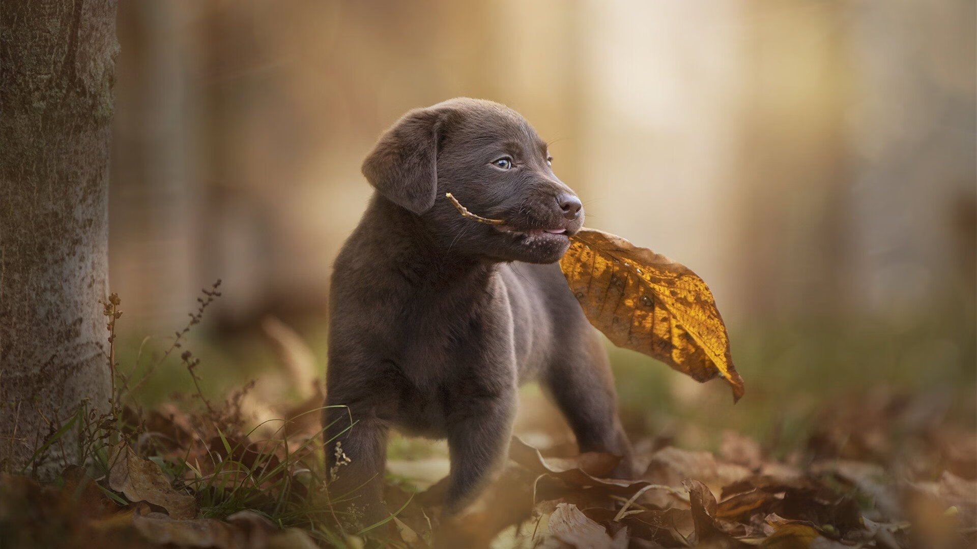 德甲基于图神经网络构建传控链模型优化进攻分布