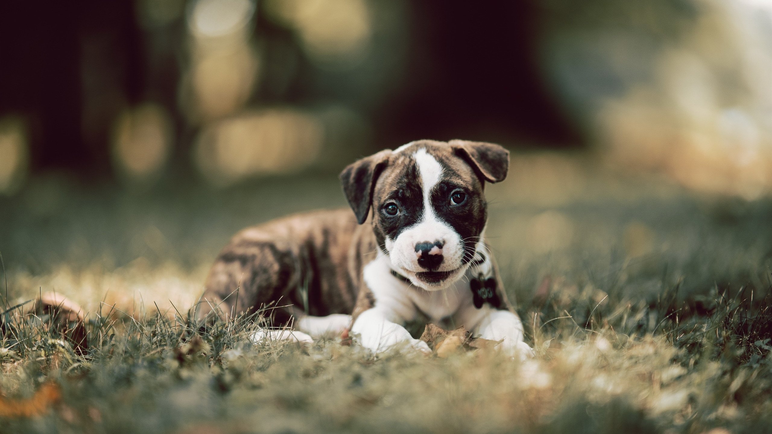 kaiyun中国官方网站-仰泳强国对碰 技术细节定胜负，仰泳 比赛