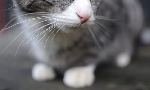 新加坡乒乓球队未来发展战略:从青训到国际舞台,新加坡乒乓球国手