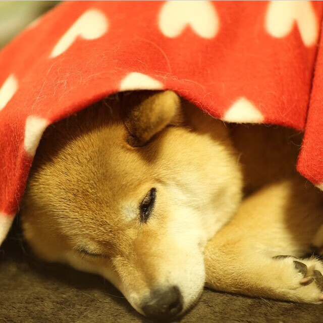 青少年极限轮滑城市挑战赛北京站人气爆棚，极限轮滑比赛