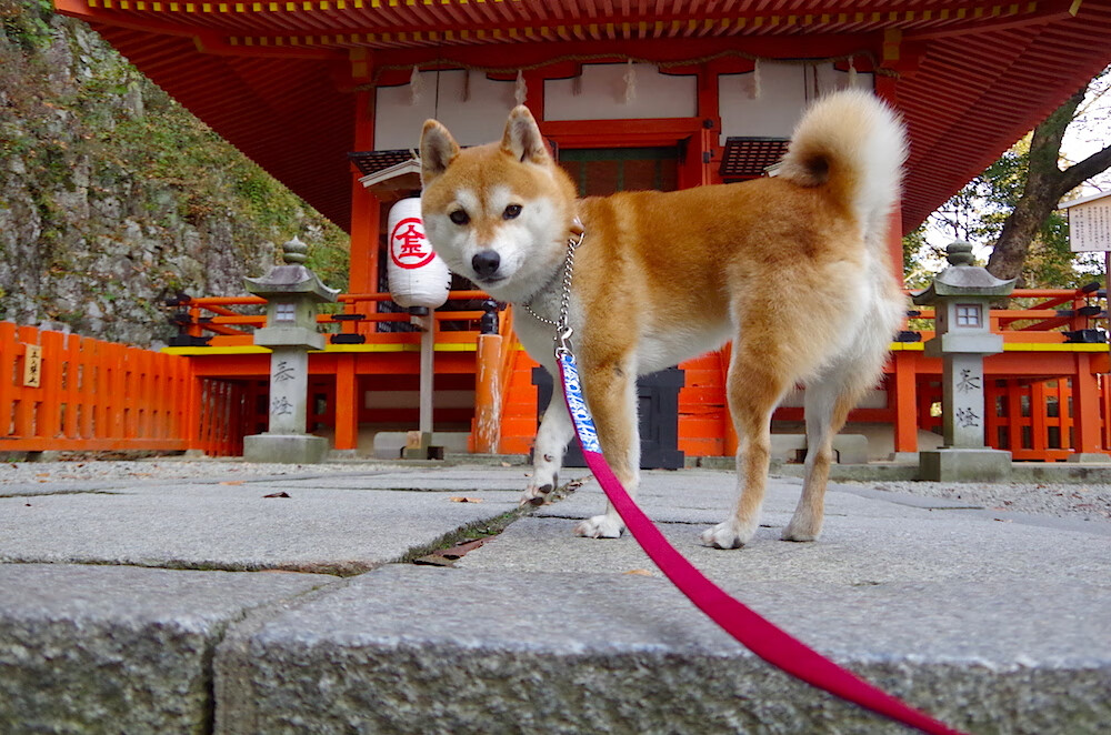 中小学篮球合作项目纳入地方教育发展计划,中小学篮球运动发展现状