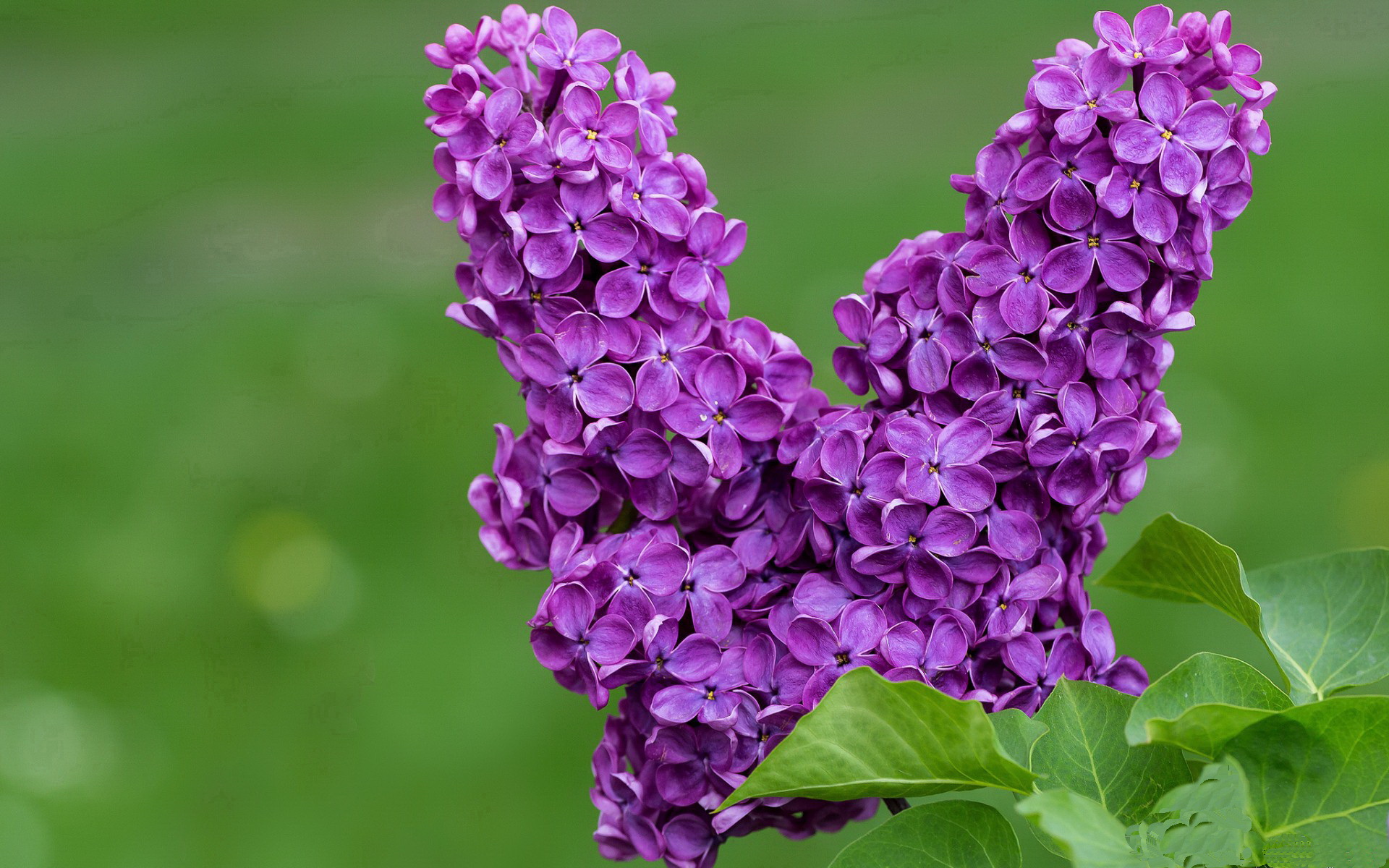 利物浦欧冠出线在望，追逐欧洲荣耀