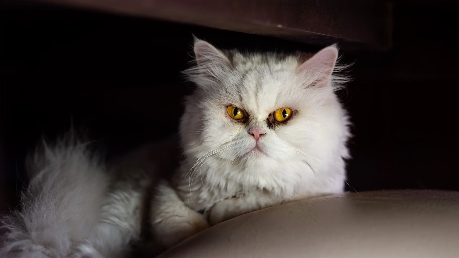 南非橄榄球赛事成为全球商业合作的理想平台,南非 橄榄球世界杯